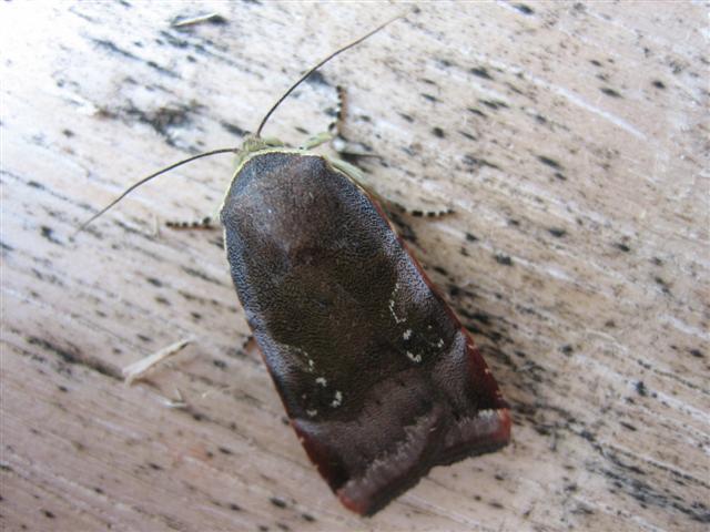 Lesser Broad Bordered Yellow Underwing Copyright: Stephen Rolls