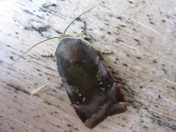 Lesser Broad Bordered Yellow Underwing Copyright: Stephen Rolls