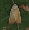 Arenostola phragmitidis  Fen Wainscot 5