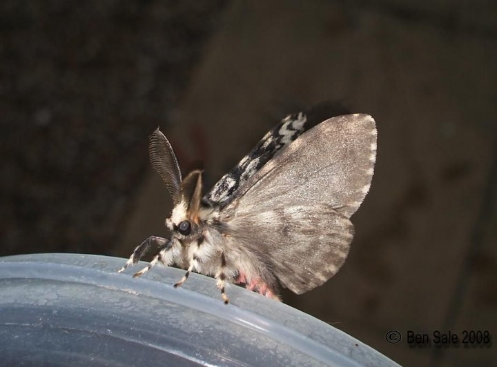 Black Arches 5 Copyright: Ben Sale