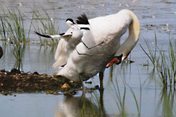 Avocet two Copyright: Graham Smith