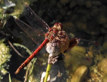 Red veined darter Copyright: Brian Ecott