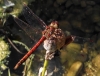 Red veined darter 