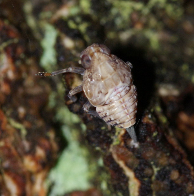 Issus coleoptratus nymph Copyright: Robert Smith