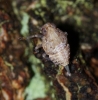 Issus coleoptratus nymph