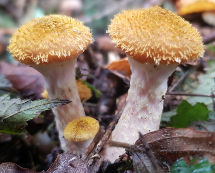 Fungi - could anyone please identify this Copyright: Ray Ellis
