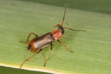 Cerapheles terminatus