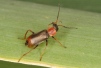Cerapheles terminatus Copyright: Peter Harvey