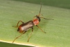 Cerapheles terminatus