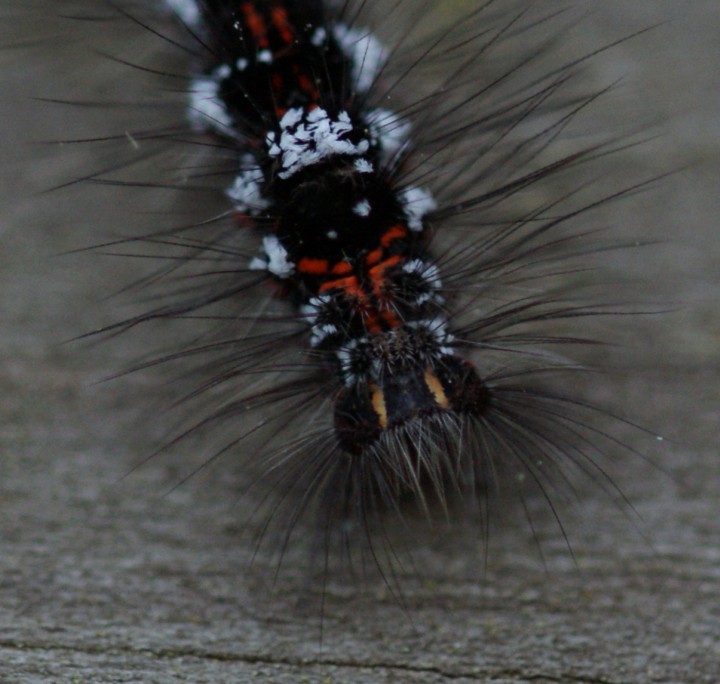 early instar - head Copyright: Robert Smith