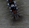 early instar - head