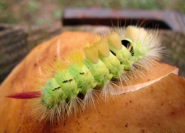 Pale Tussock caterpillar Copyright: Graham Smith