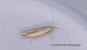 Coleophora glaucicolella GD Copyright: Graham Ekins