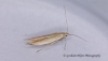 Coleophora glaucicolella GD Copyright: Graham Ekins