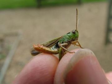 Stripe-winged Grasshopper Copyright: Imogen Wilde