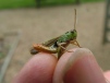 Stripe-winged Grasshopper 