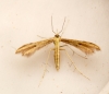 Adaina microdactyla 1