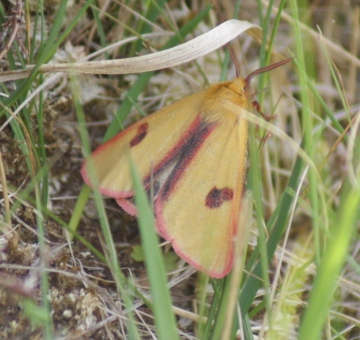 in moorland Copyright: Robert Smith