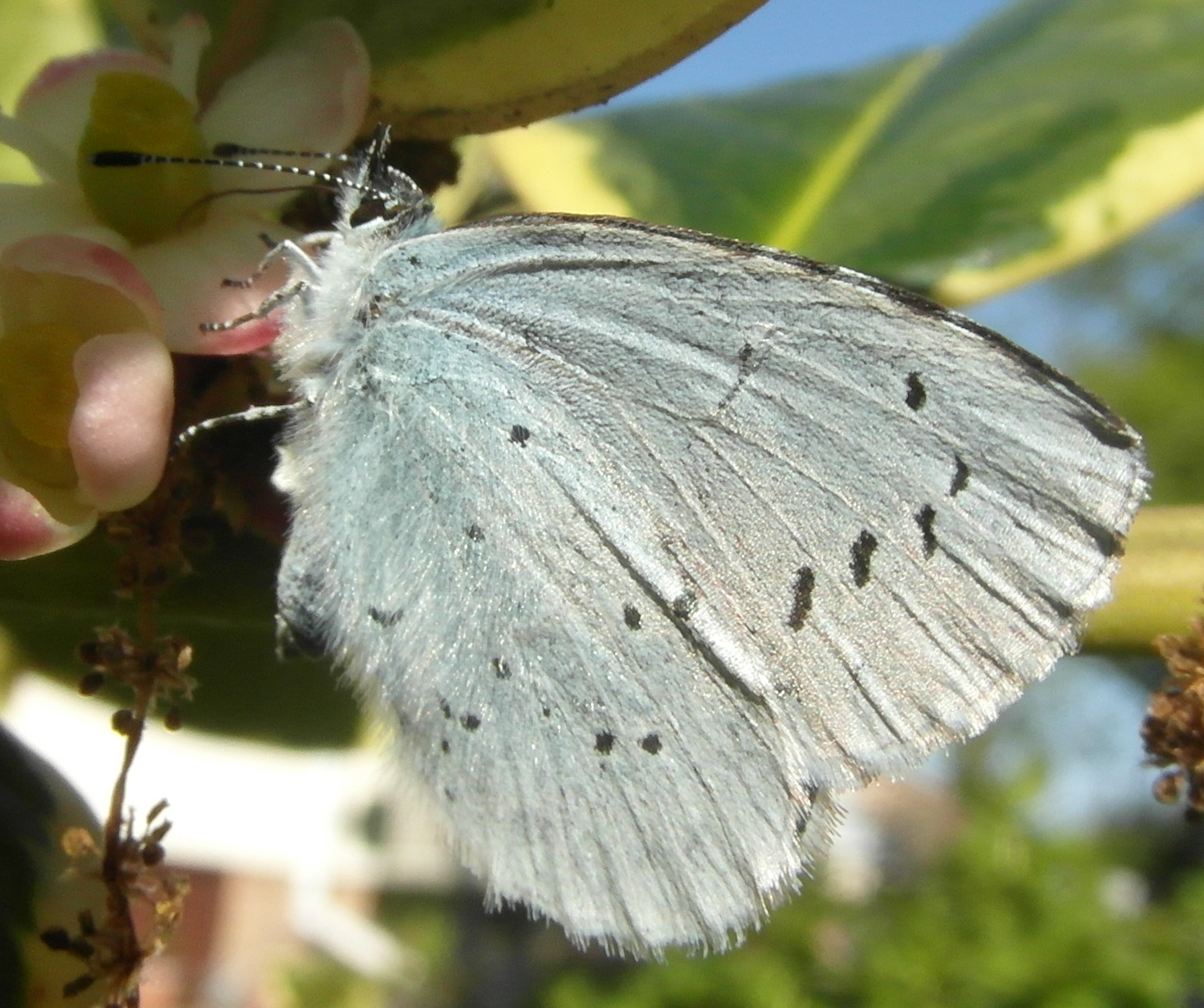 Holly Blue (1) Copyright: Justin Carroll