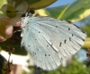 Holly Blue (1) Copyright: Justin Carroll