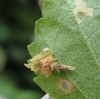 Coleophora violacea Larval case.