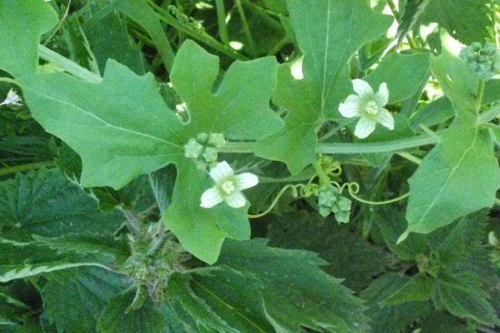 White Bryony Bryonia cretica Copyright: Peter Pearson