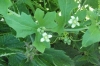 White Bryony Bryonia cretica 