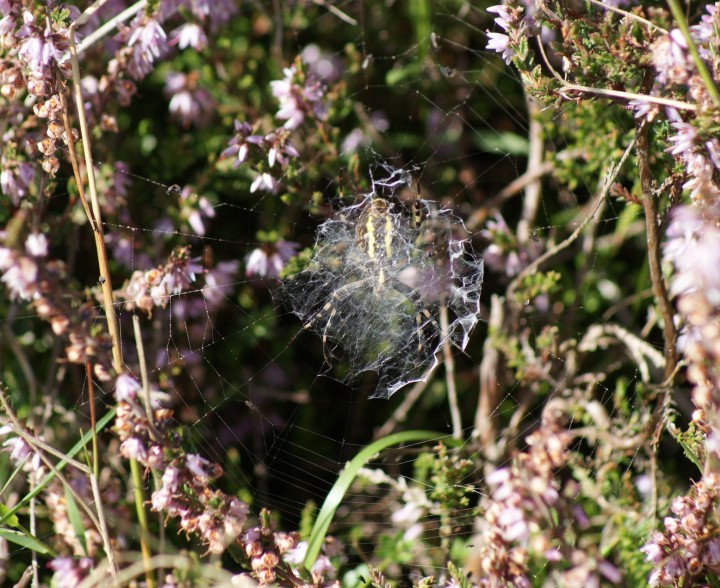 Argiope bruennichi (underside) Copyright: Robert Smith