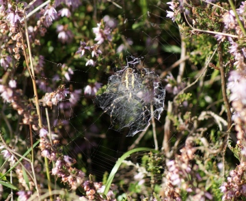 Argiope bruennichi (underside) Copyright: Robert Smith