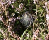 Argiope bruennichi (underside)