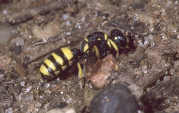 Cerceris quadricincta female Copyright: Peter Harvey