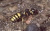 Cerceris quadricincta female Copyright: Peter Harvey