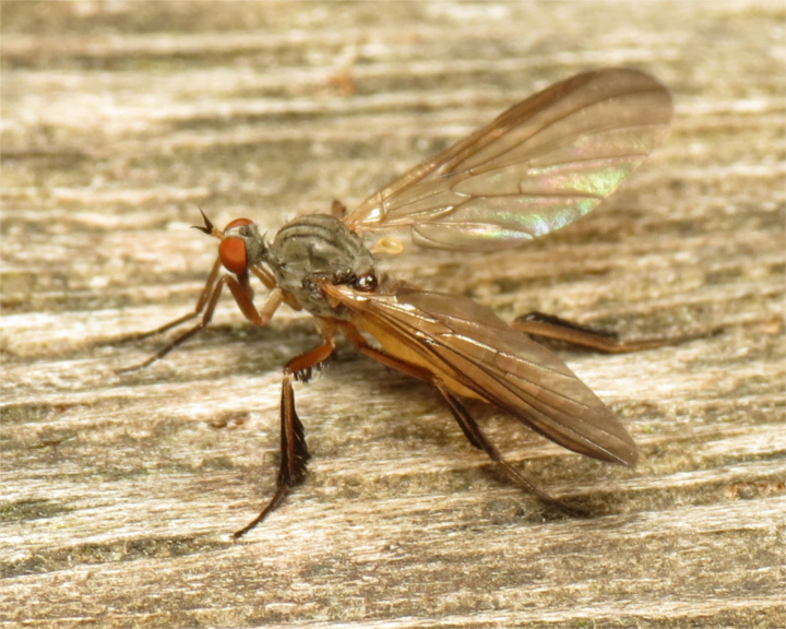 Rhamphomyia barbata female 20150605-1581 Copyright: Phil Collins