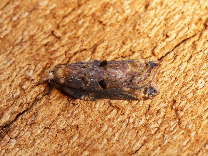 Acleris cristana 13 Copyright: Ben Sale