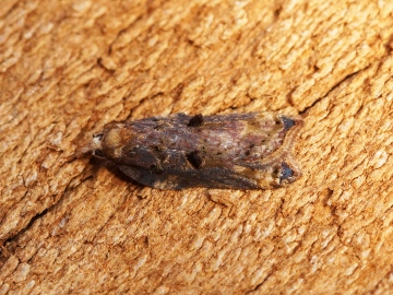 Acleris cristana 13 Copyright: Ben Sale