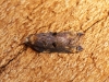 Acleris cristana 13 Copyright: Ben Sale