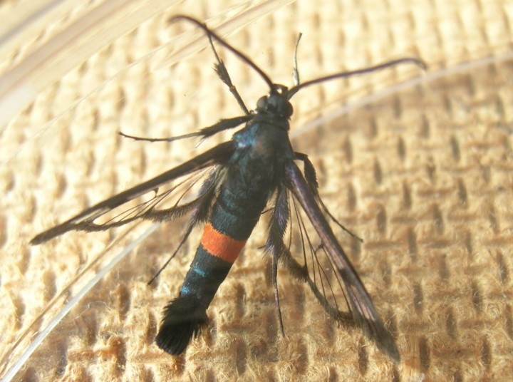 Synanthedon myopaeformis Red-belted Clearwing moth Copyright: Barry Ruggles