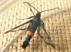 Synanthedon myopaeformis Red-belted Clearwing moth 