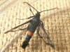 Synanthedon myopaeformis Red-belted Clearwing moth