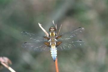 Libellula depressa Copyright: Peter Harvey