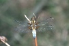 Libellula depressa Copyright: Peter Harvey