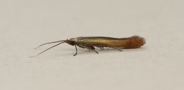 Coleophora trifolii Copyright: Graham Ekins