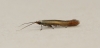 Coleophora trifolii