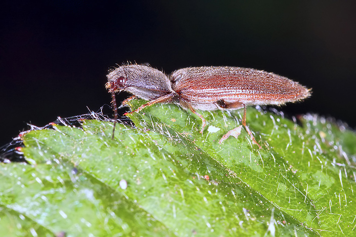 Athous haemorrhoidalis (8 May 2011) Copyright: Leslie Butler