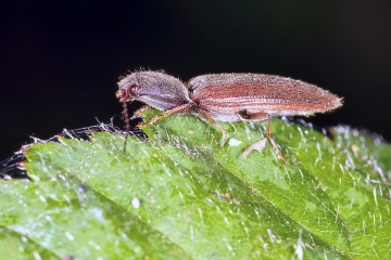 Athous haemorrhoidalis (8 May 2011) Copyright: Leslie Butler