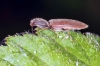 Athous haemorrhoidalis (8 May 2011) Copyright: Leslie Butler