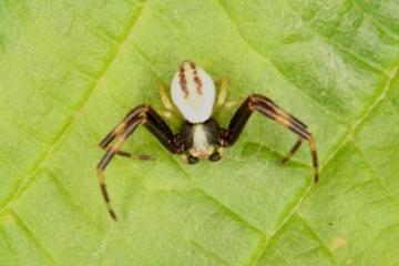 Misumena vatia male Copyright: Peter Harvey