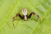 Misumena vatia male Copyright: Peter Harvey