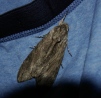 Convolvulus Hawk-Moth Copyright: M Jackson Bridge