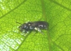 Lasioglossum morio